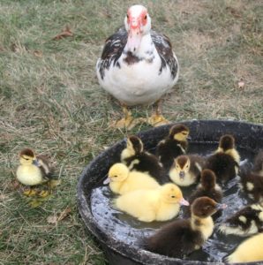 Mother and swimming baby ducks